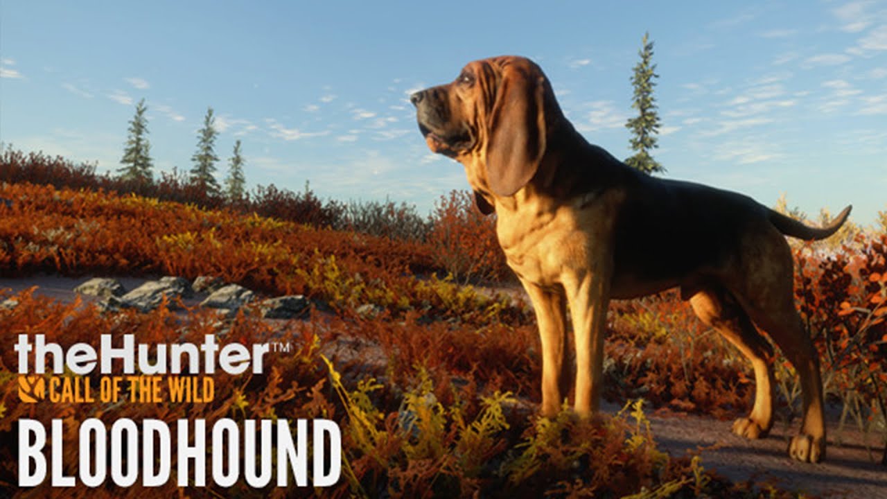 theHunter™: Call of the Wild - Bloodhound 