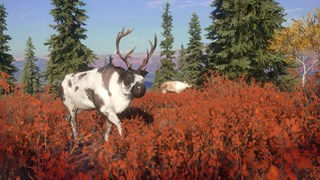 Скриншот theHunter™: Call of the Wild - Yukon Valley